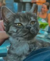 BKH-Katze sucht ein neues Zuhause Nordrhein-Westfalen - Schwelm Vorschau