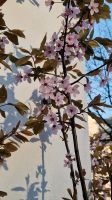 Blutpflaume mit wunderschönen Blüten Berlin - Wilmersdorf Vorschau