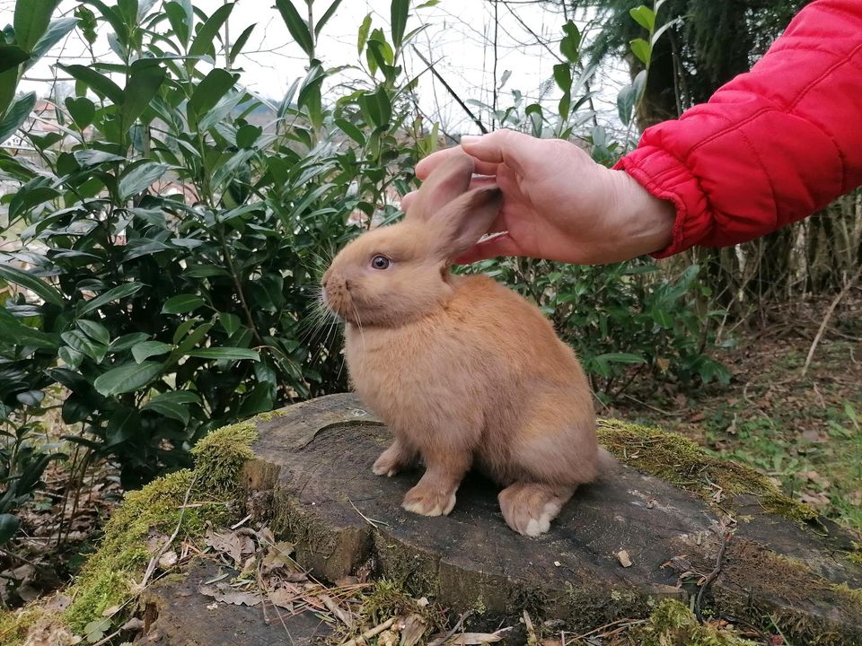 Hasen Kaninchen Thüringer in Birkenau