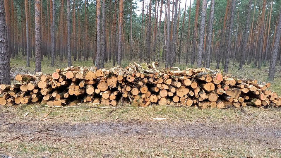 Brennholz und Stammware in Zossen-Kallinchen