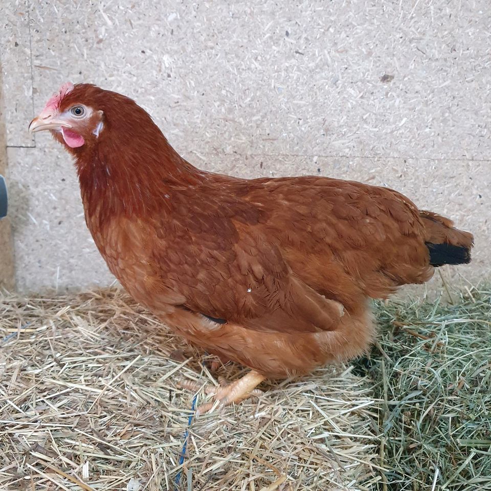 ♡Rhodeländer♡ Legehennen, Junghennen,Hühner in Küstriner Vorland