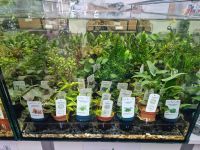 Aquarienpflanzen Topfpflanzen ab 3,99€* Wasserpflanzen Aquarium Saarland - Püttlingen Vorschau