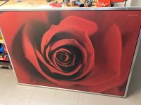 Wandbild Rose Nordrhein-Westfalen - Aldenhoven Vorschau