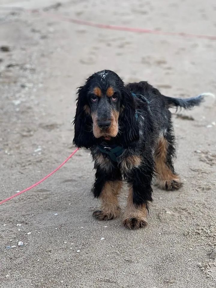 Cocker Spaniel Welpen in Bremervörde