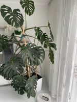 Monstera Zimmerpflanze über 2 Meter hoch mit Blumentopf Bayern - Augsburg Vorschau