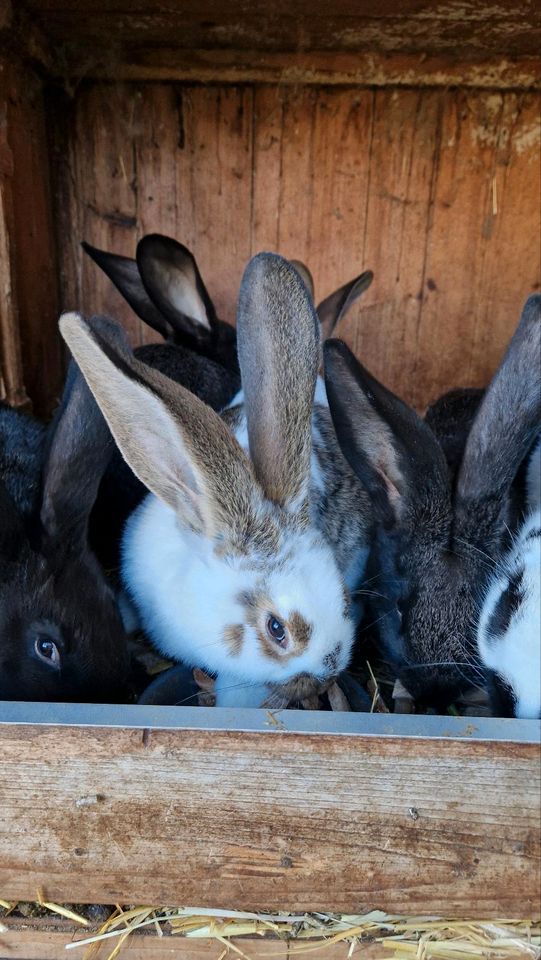 Stallhasen Kaninchen junge Hasen in Edling