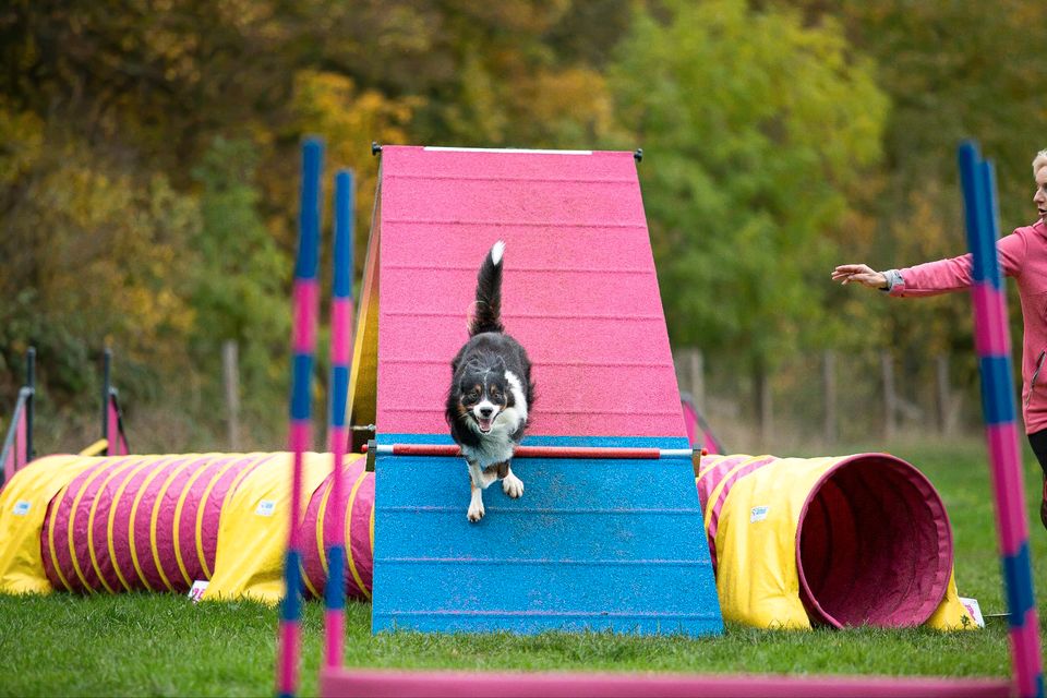 ❣️ AGILITY BASICS KURS - NEUER KURS AB MAI  -  1  PLATZ FREI ❣️ in Salzgitter