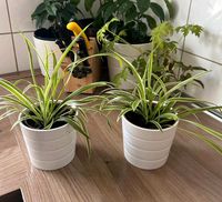 Chlorophytum Pflanze Hessen - Eschborn Vorschau