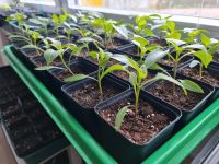 Tomatenpaprika Gogosar tolle Sorte aus Rumänien Jungpflanzen Bayern - Tegernheim Vorschau