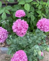 Mohnsamen Samen Mohn Mohnblumen Rosa gefüllt Hessen - Groß-Gerau Vorschau