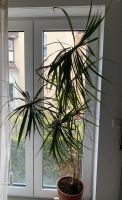 Zimmerpflanze Drachenbaum Dracena Palme 1,90 m Nordrhein-Westfalen - Paderborn Vorschau