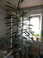 Dracaena drachenbaum Nordrhein-Westfalen - Herne Vorschau