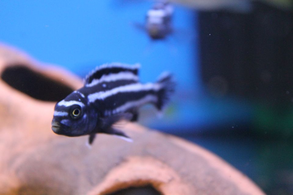 Melanochromis Maingano in Pfreimd