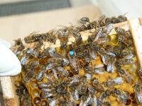 Mini Plus Bienen Bienenvolk Ableger Bayern - Wertingen Vorschau