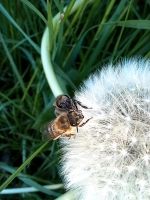 Hobby Imkerei Bienen, Auflösung ,Komplett Abgabe u. Zubehör Thüringen - Gotha Vorschau