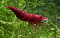 Bloody Mary Garnele - Neocaridina davidi Sachsen-Anhalt - Burg Vorschau