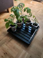 Tomaten Pflanzen, San Marzano, Harzfeuer, Super Sweet 100 Hessen - Fulda Vorschau