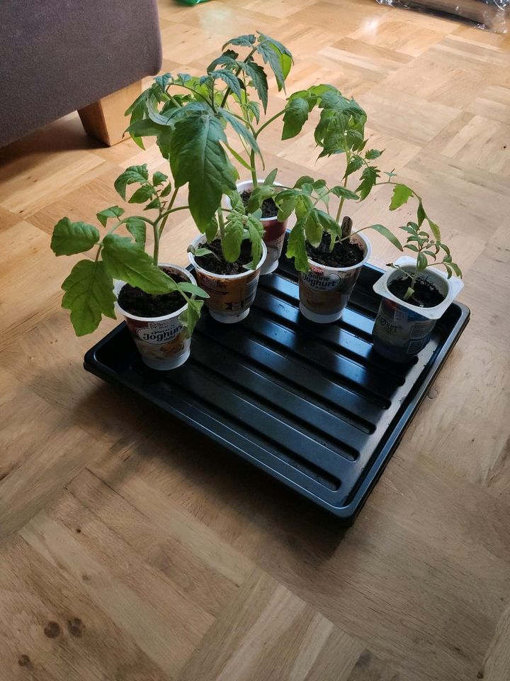 Tomaten Pflanzen, San Marzano, Harzfeuer, Super Sweet 100 in Fulda
