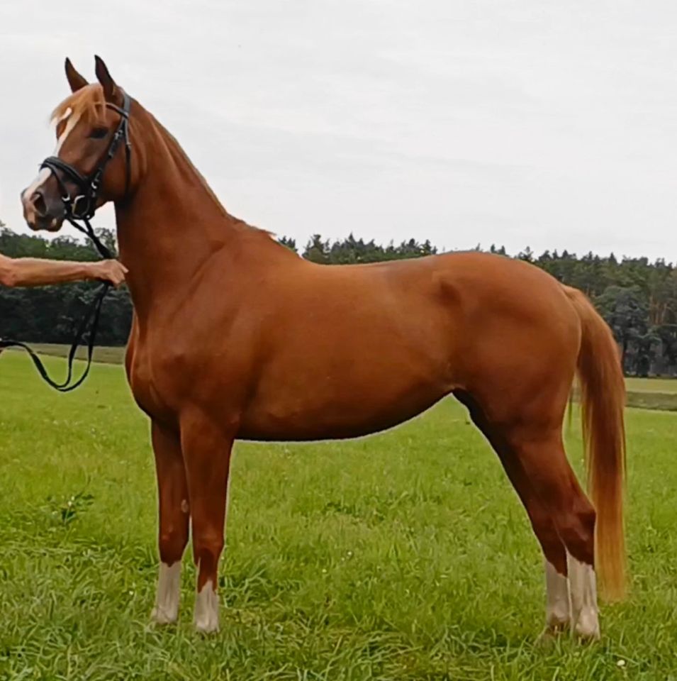 Wunderschöne Dressurstute mit besten Charaktereigenschaften in Ringelsdorf (Jerichower Land)