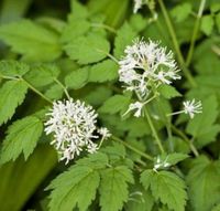 Christophskraut - Actaea erythrocarpa Niedersachsen - Bad Zwischenahn Vorschau