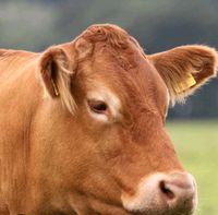 Suche reinrassige Limousin Rinder/Kühe tragend oder Kalb bei Fuß Niedersachsen - Südbrookmerland Vorschau