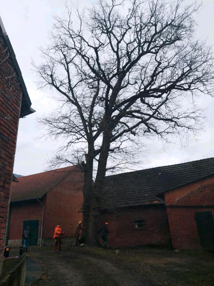 Bäume fällen Forstarbeiten Hecke schneiden Baumfällung Baumpflege in Bad Driburg