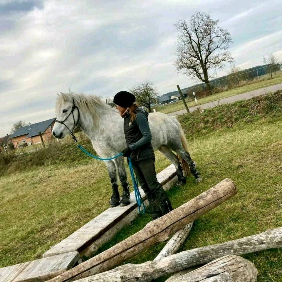 Unterricht, Beritt, Verkauf, Kommission, Islandpferde, Isländer in Herrieden