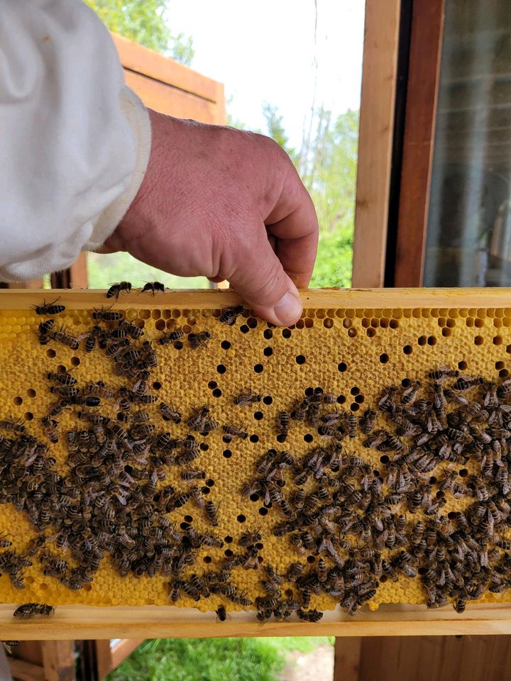 Bienenvölker in Memmingen
