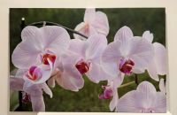 Orchidee Bild (Leinwand, 120x80) Baden-Württemberg - Bad Herrenalb Vorschau