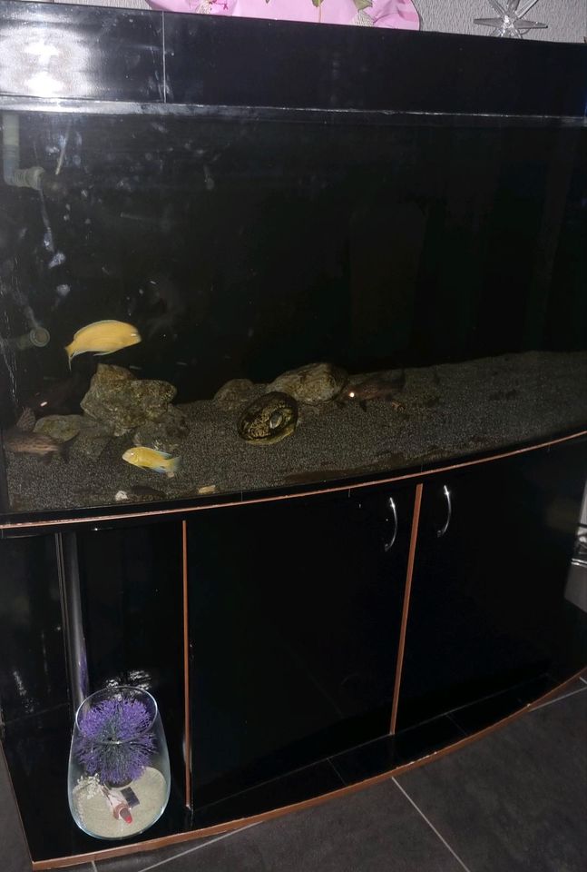 Aquarium 500l mit Zubehör und Fischen in Saarbrücken