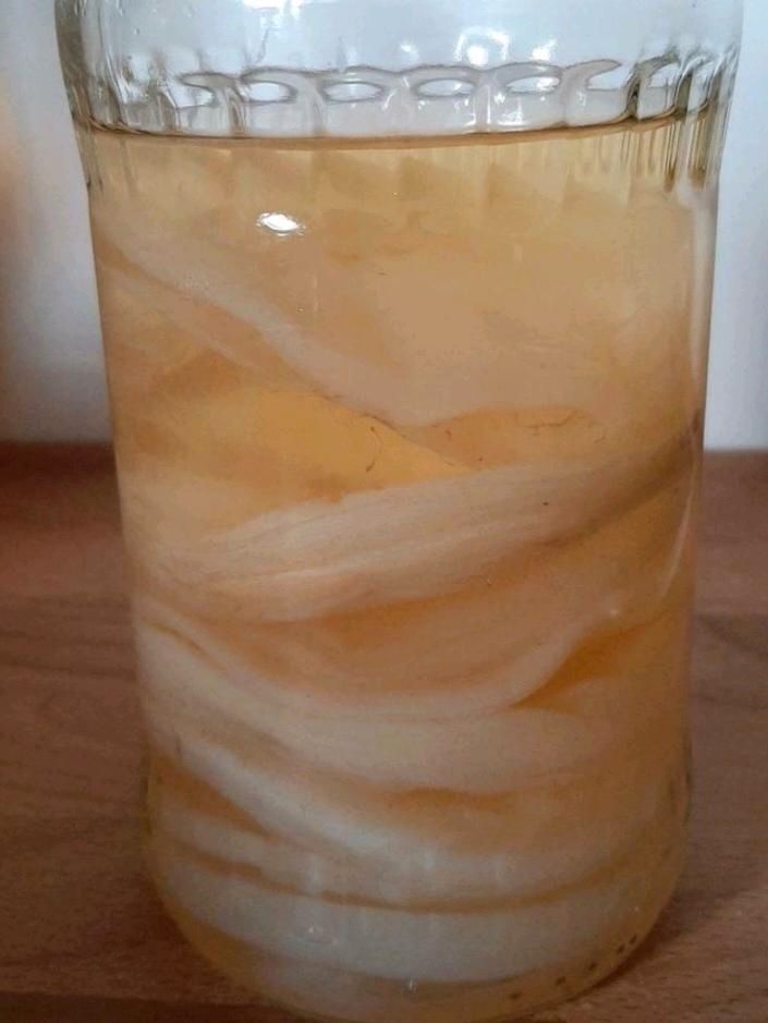 Kombucha Teepilz Scoby in Geeste