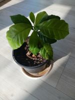 1 Kaffeepflanze vorhanden,Pflanzen, Kaffee, Preis/Pfl. Thüringen - Jena Vorschau