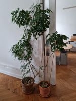 Große Grünpflanzen  25 Euro das Stück Berlin - Schöneberg Vorschau