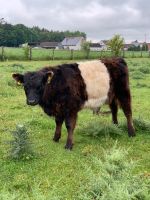 Verschiedene Belted, Black, Dun/Grey Galloway Färse Stier Rind Bayern - Brunnen Vorschau