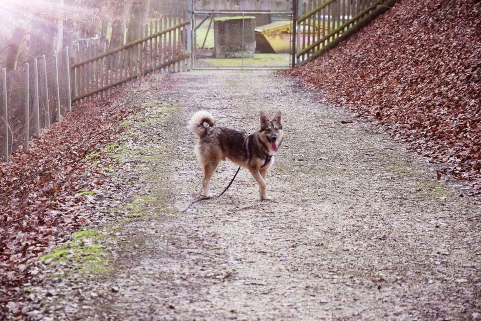 Filip sucht sein Zuhause in Rennertshofen