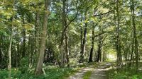 7,3 Hektar Mischwald, Lkr. Passau, Bayern Bayern - Ruhstorf an der Rott Vorschau