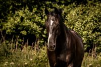 Biete Pflege-/Reitbeteiligung Schleswig-Holstein - Henstedt-Ulzburg Vorschau