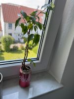 ficus benjamina in Coca Cola Dose Nordrhein-Westfalen - Gevelsberg Vorschau