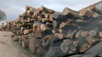 Buche Esche Eiche Stammholz zu verkaufen Brennholz Kaminholz Nordrhein-Westfalen - Nieheim Vorschau