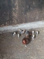 Zwerghühner mit Küken Niedersachsen - Haren (Ems) Vorschau