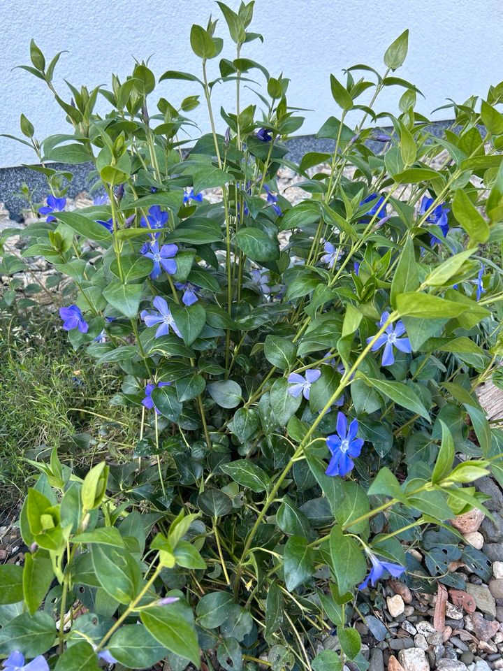 Bodendecker Vinca Minor winterharte Pflanzen in Berlin