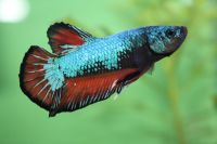 Betta splendens hpmk Männchen, Kampffisch Bayern - Langenfeld Vorschau