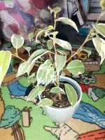 Grünpflanze Zimmerpflanze ficus Benjamini einfach zu halten Niedersachsen - Sickte Vorschau