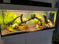 Juwel Aquarium Rio 240 Nordrhein-Westfalen - Herne Vorschau