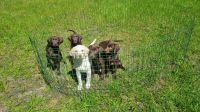 Süße Kleiner Münsterländer x Labrador Pudel Mix Welpen von PRIVAT Nordrhein-Westfalen - Verl Vorschau