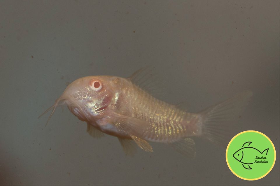 Metallpanzerwels albino, Corydoras aeneus albino für 2,50 € in Barsinghausen