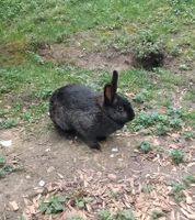Kaninchen Weibchen Baden-Württemberg - Esslingen Vorschau