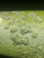 Büschelfarn Wasserlinsen Mix Schwimmpflanzen Aquariumpflanzen Nürnberg (Mittelfr) - Nordstadt Vorschau