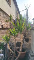 2 Yucca Palmen   zu verkaufen Thüringen - Korbußen Vorschau