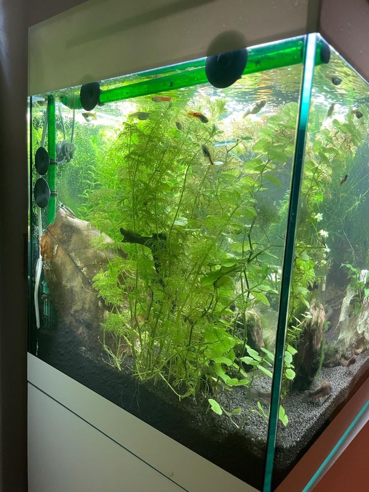 Aquarium 75l in Würselen